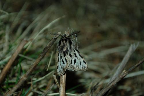 Ocnogyna parasita